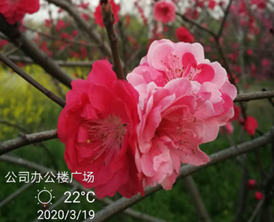 桃花橘紅(三等獎)_副本.jpg